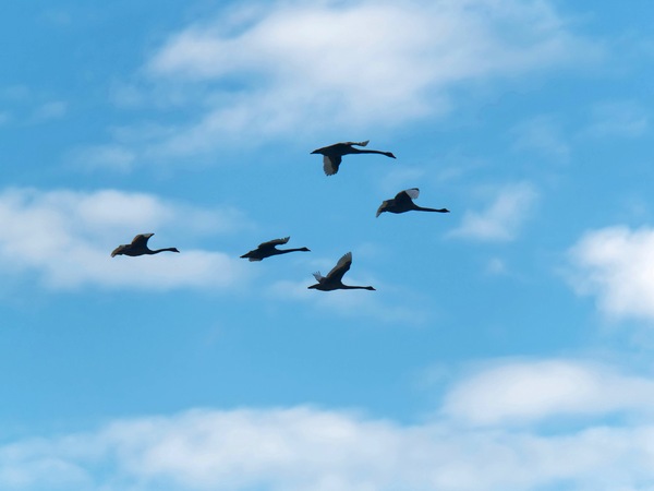 https://lemis.nyc3.digitaloceanspaces.com/grog/Photos/20250703/small/Birding-meeting-82.jpeg
