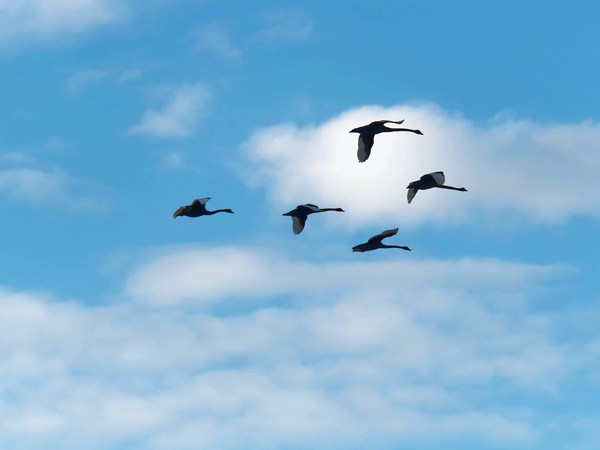 https://lemis.nyc3.digitaloceanspaces.com/grog/Photos/20250703/small/Birding-meeting-83.jpeg