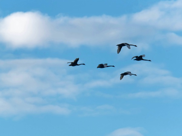 https://lemis.nyc3.digitaloceanspaces.com/grog/Photos/20250703/small/Birding-meeting-84.jpeg