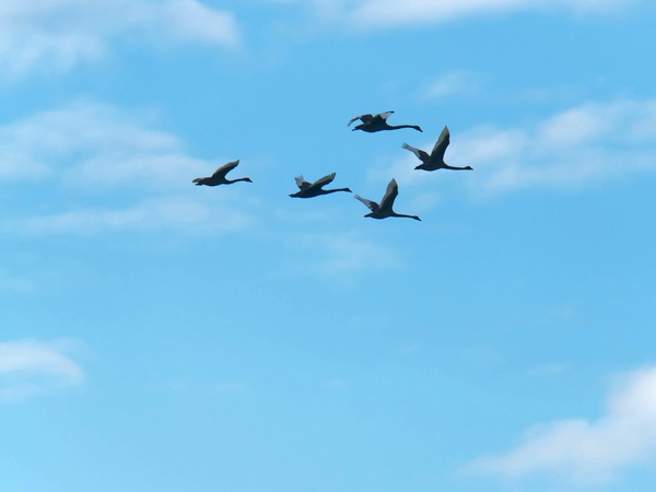 https://lemis.nyc3.digitaloceanspaces.com/grog/Photos/20250703/small/Birding-meeting-85.jpeg