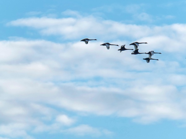 https://lemis.nyc3.digitaloceanspaces.com/grog/Photos/20250703/small/Birding-meeting-86.jpeg