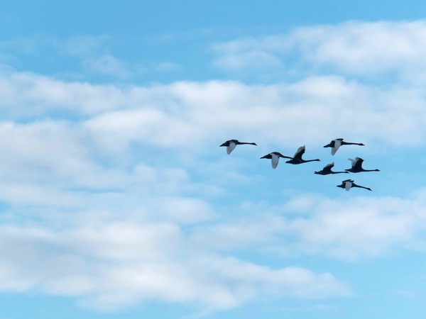 https://lemis.nyc3.digitaloceanspaces.com/grog/Photos/20250703/small/Birding-meeting-87.jpeg
