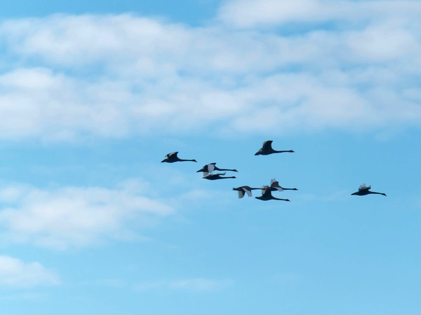 https://lemis.nyc3.digitaloceanspaces.com/grog/Photos/20250703/small/Birding-meeting-88.jpeg