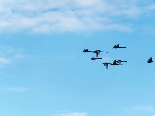 https://lemis.nyc3.digitaloceanspaces.com/grog/Photos/20250703/small/Birding-meeting-89.jpeg