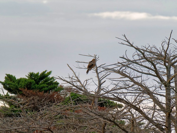 https://lemis.nyc3.digitaloceanspaces.com/grog/Photos/20250703/small/Birding-meeting-9.jpeg