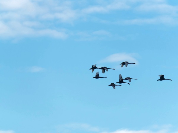 https://lemis.nyc3.digitaloceanspaces.com/grog/Photos/20250703/small/Birding-meeting-90.jpeg