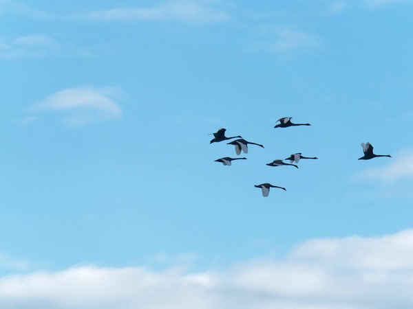 https://lemis.nyc3.digitaloceanspaces.com/grog/Photos/20250703/small/Birding-meeting-91.jpeg