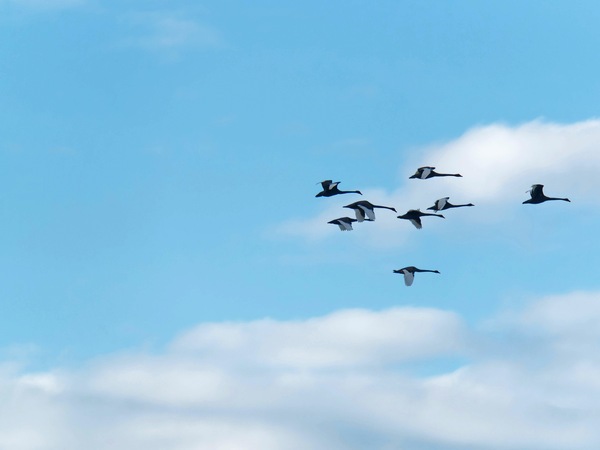 https://lemis.nyc3.digitaloceanspaces.com/grog/Photos/20250703/small/Birding-meeting-92.jpeg