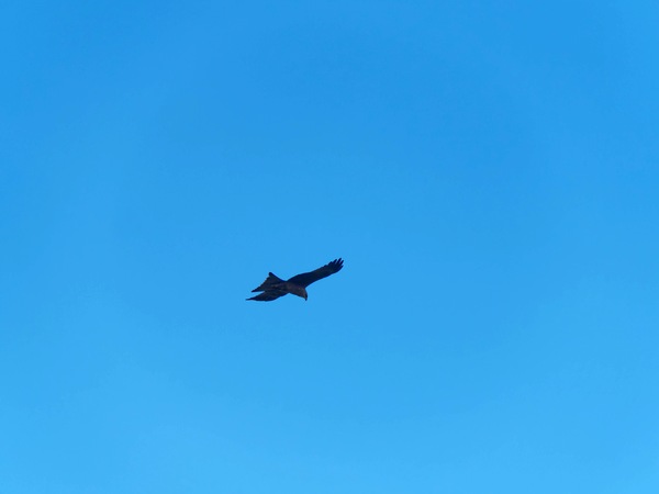 https://lemis.nyc3.digitaloceanspaces.com/grog/Photos/20250703/small/Birding-meeting-98.jpeg