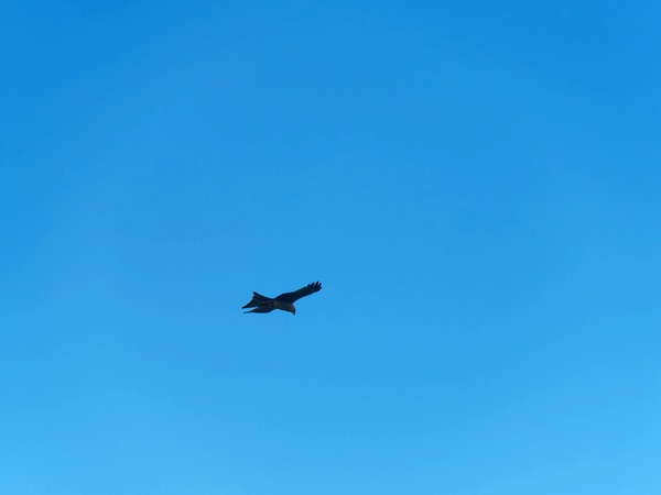 https://lemis.nyc3.digitaloceanspaces.com/grog/Photos/20250703/small/Birding-meeting-99.jpeg