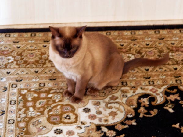 https://lemis.nyc3.digitaloceanspaces.com/grog/Photos/20250706/small/New-carpet-10.jpeg