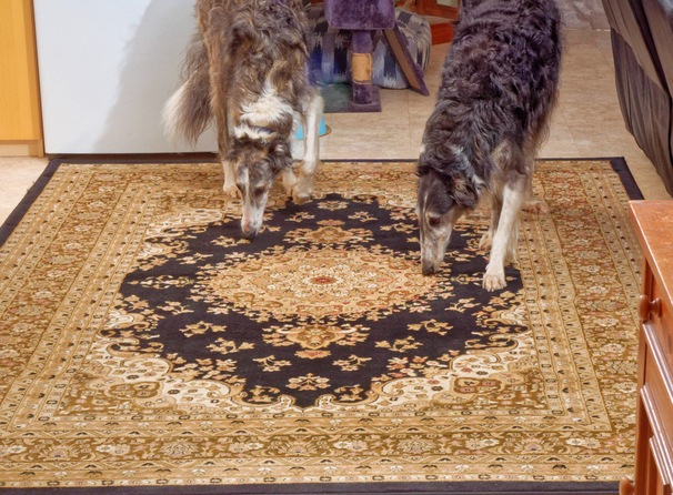 https://lemis.nyc3.digitaloceanspaces.com/grog/Photos/20250706/small/New-carpet-6.jpeg