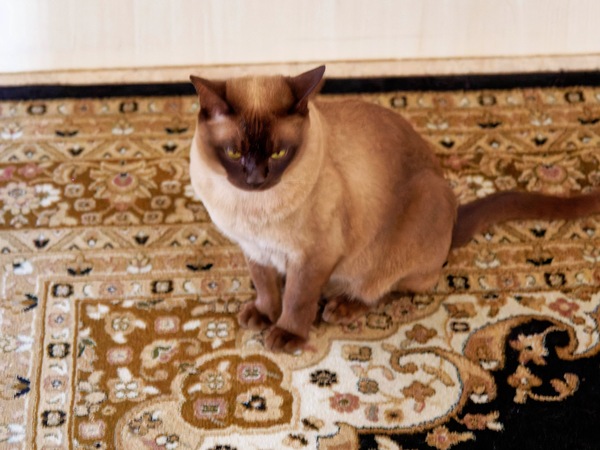 https://lemis.nyc3.digitaloceanspaces.com/grog/Photos/20250706/small/New-carpet-9.jpeg