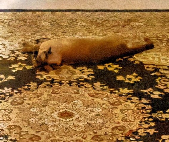 https://lemis.nyc3.digitaloceanspaces.com/grog/Photos/20250708/small/Bruno-revealed-detail.jpeg