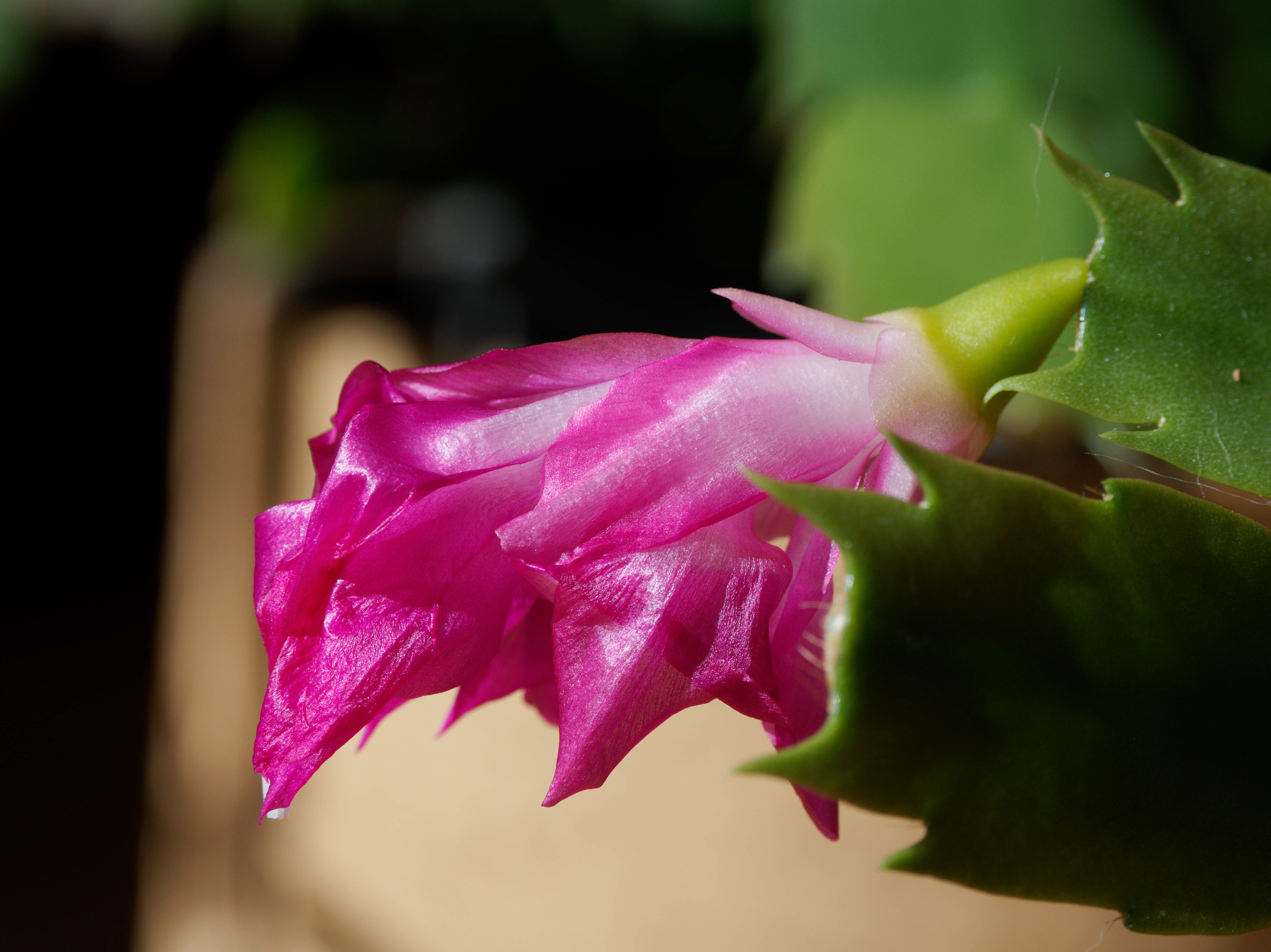 https://lemis.nyc3.digitaloceanspaces.com/grog/Photos/20250712/big/Schlumbergera-3.jpeg