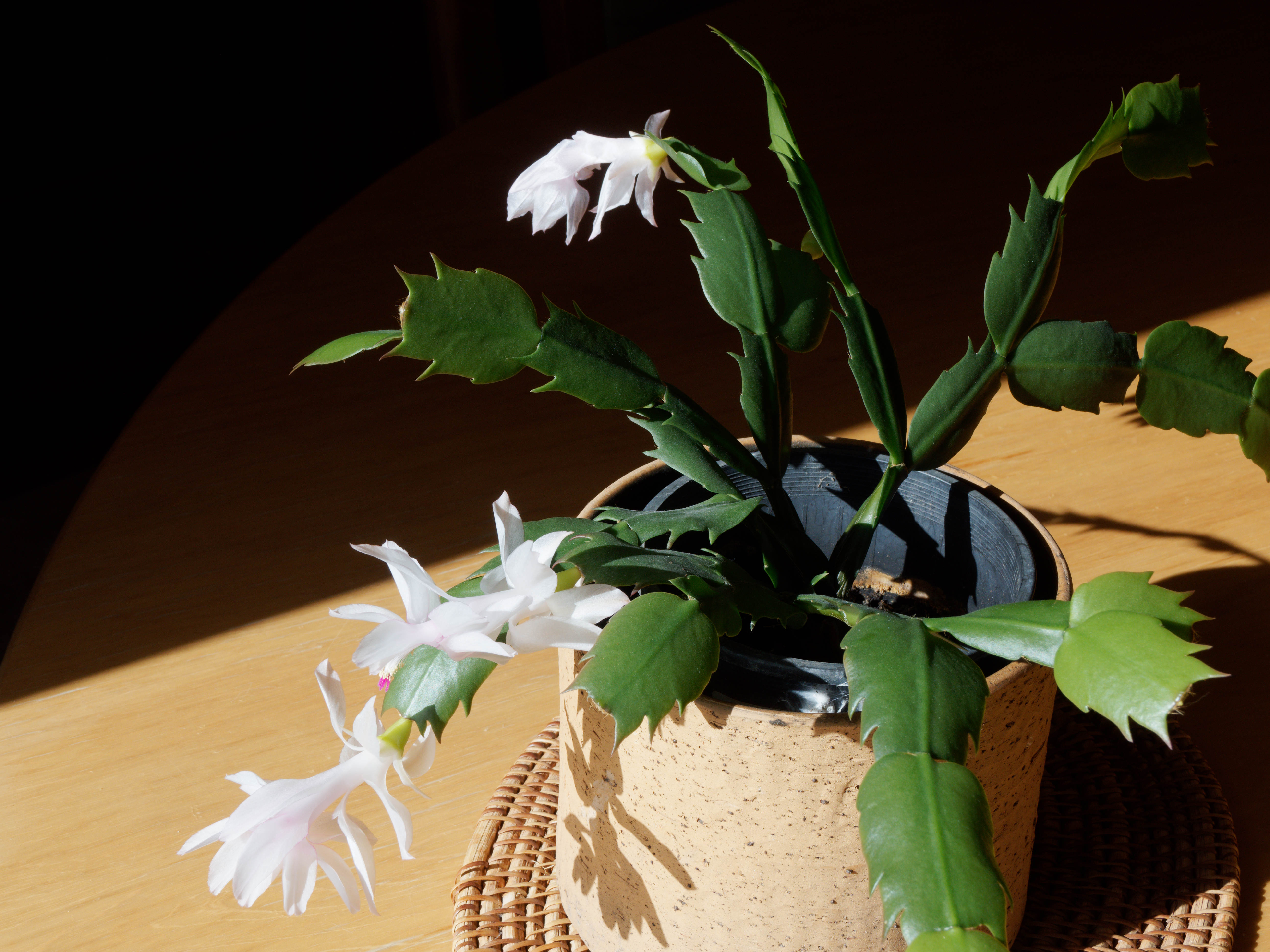 https://lemis.nyc3.digitaloceanspaces.com/grog/Photos/20250712/big/Schlumbergera-4.jpeg