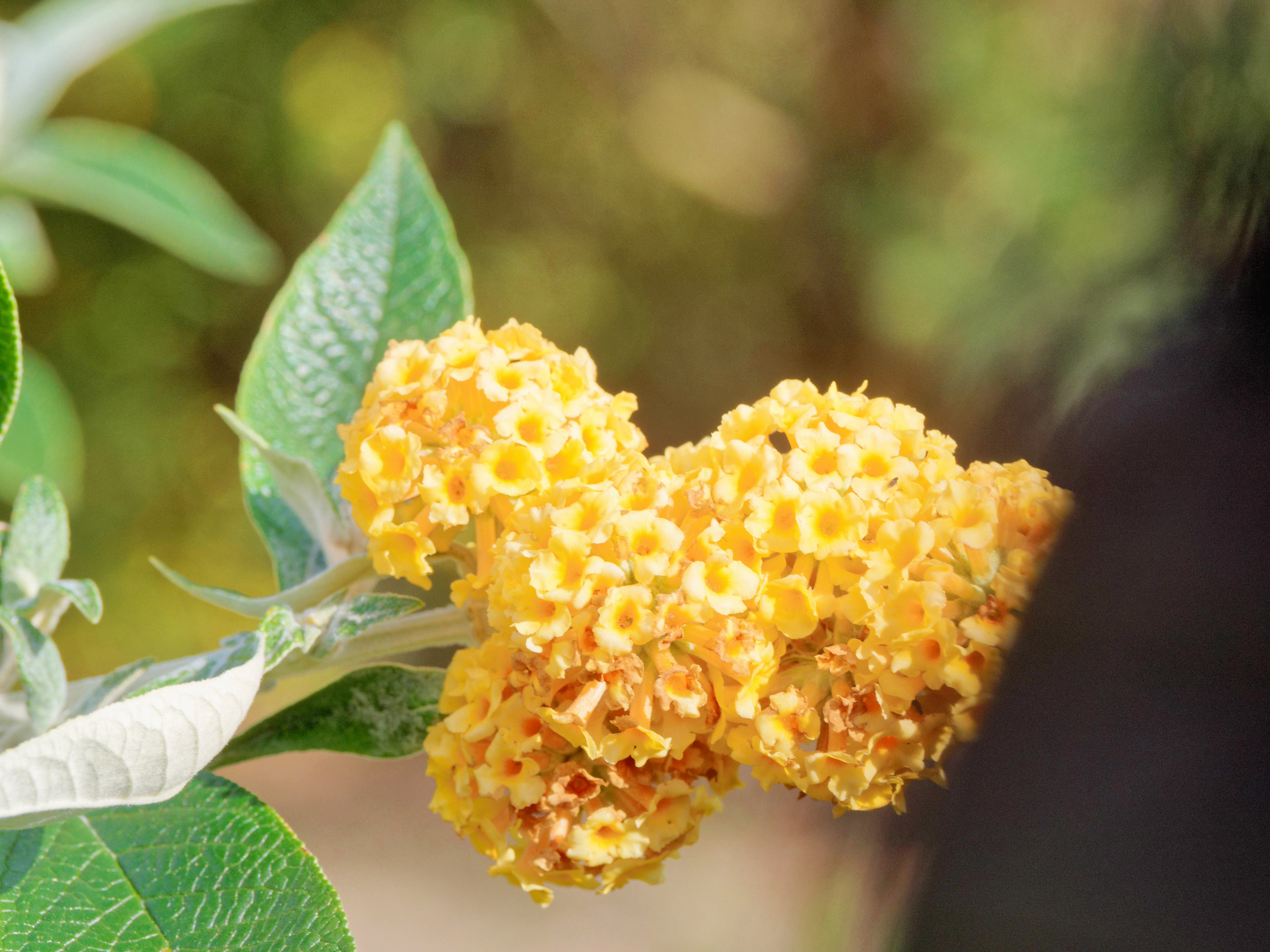 https://lemis.nyc3.digitaloceanspaces.com/grog/Photos/20250715/big/Buddleja.jpeg