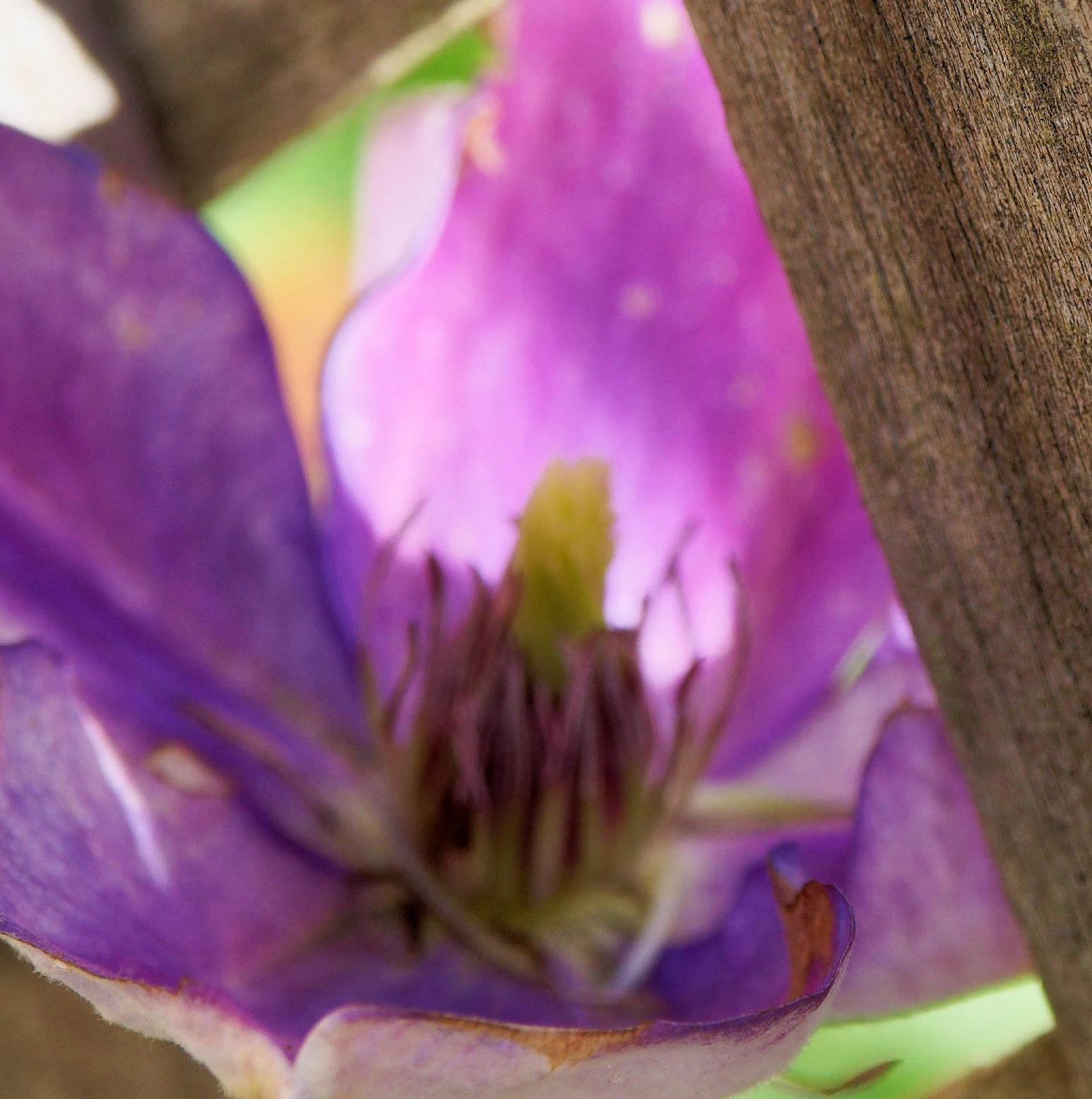 https://lemis.nyc3.digitaloceanspaces.com/grog/Photos/20250715/big/Clematis-1-detail.jpeg