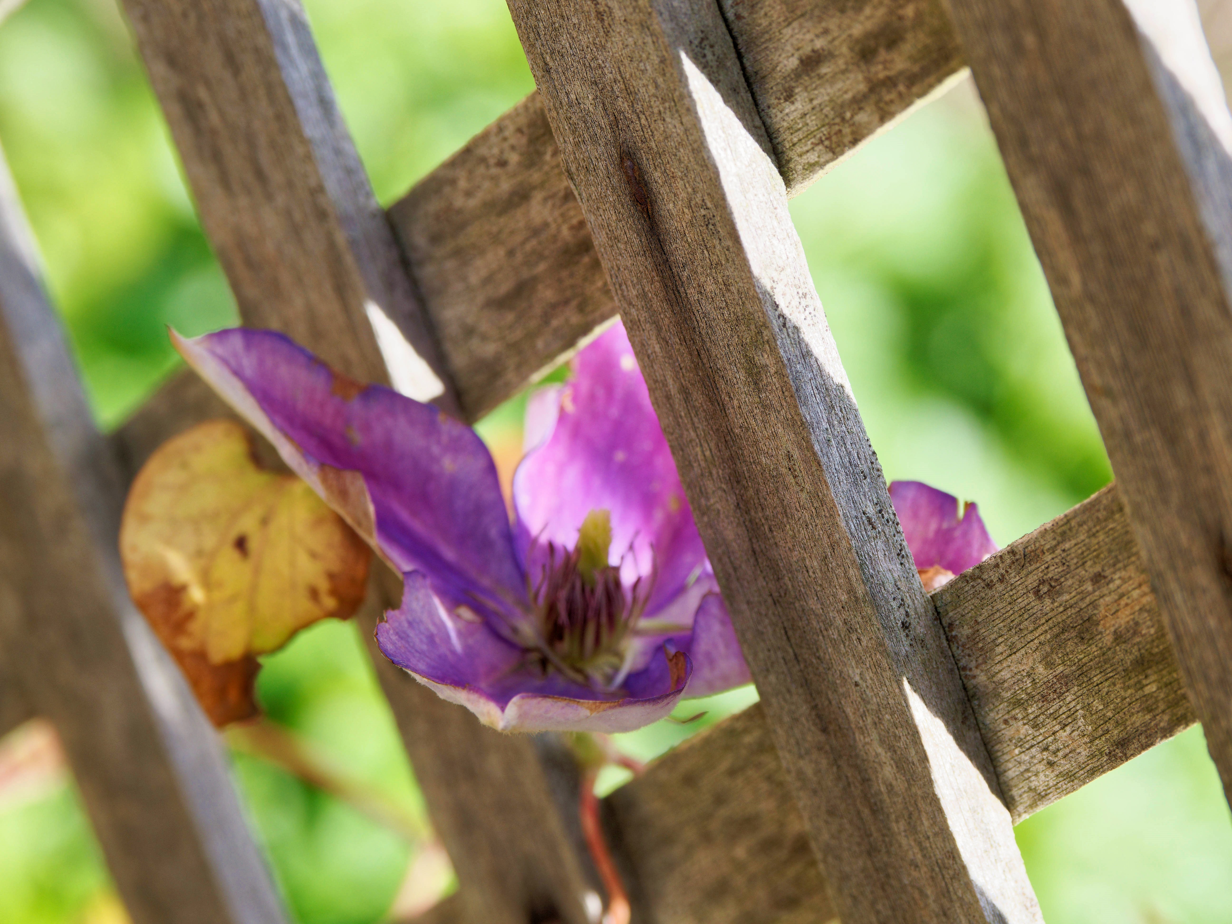https://lemis.nyc3.digitaloceanspaces.com/grog/Photos/20250715/big/Clematis-1.jpeg