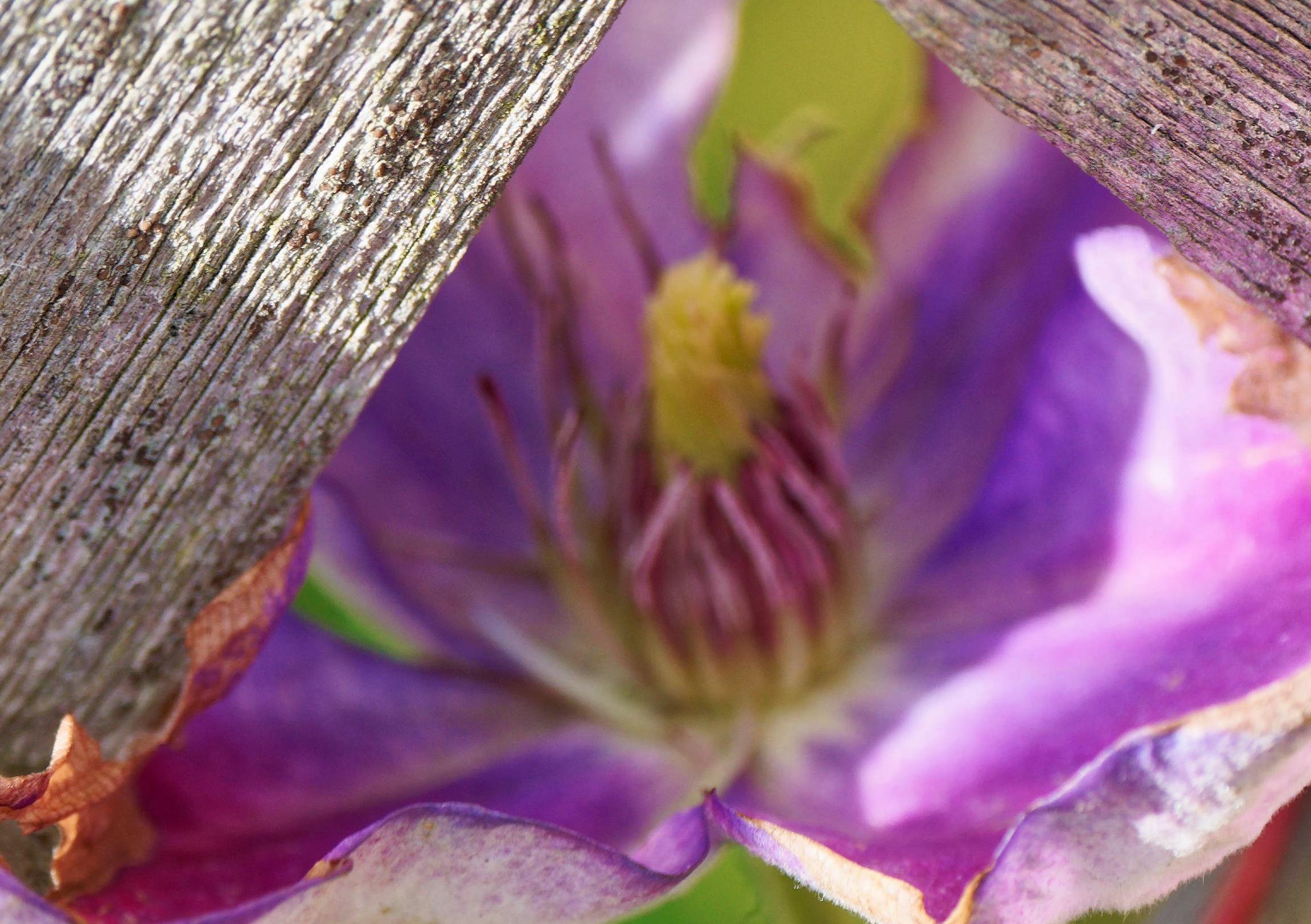 https://lemis.nyc3.digitaloceanspaces.com/grog/Photos/20250715/big/Clematis-2-detail.jpeg
