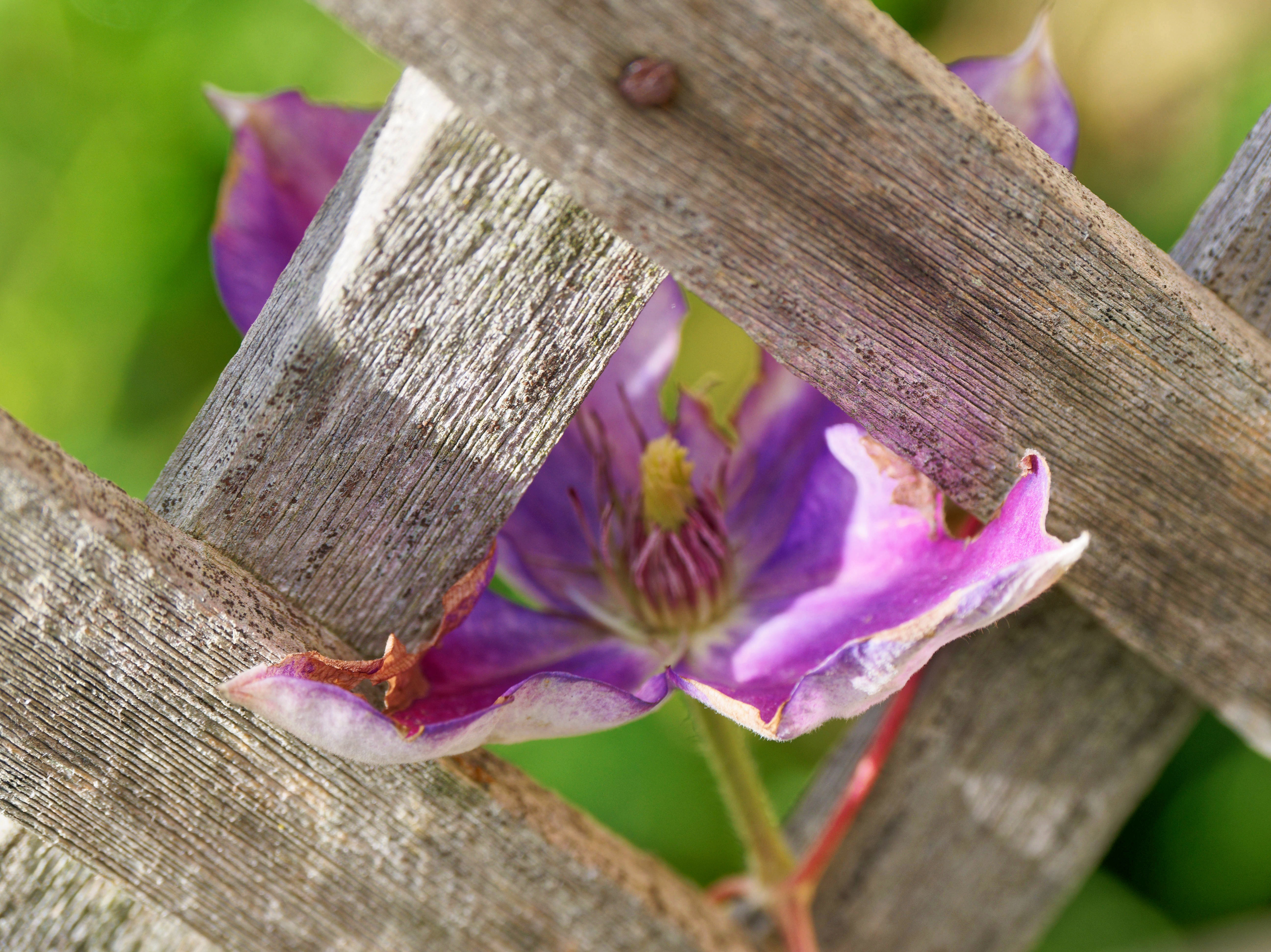 https://lemis.nyc3.digitaloceanspaces.com/grog/Photos/20250715/big/Clematis-2.jpeg