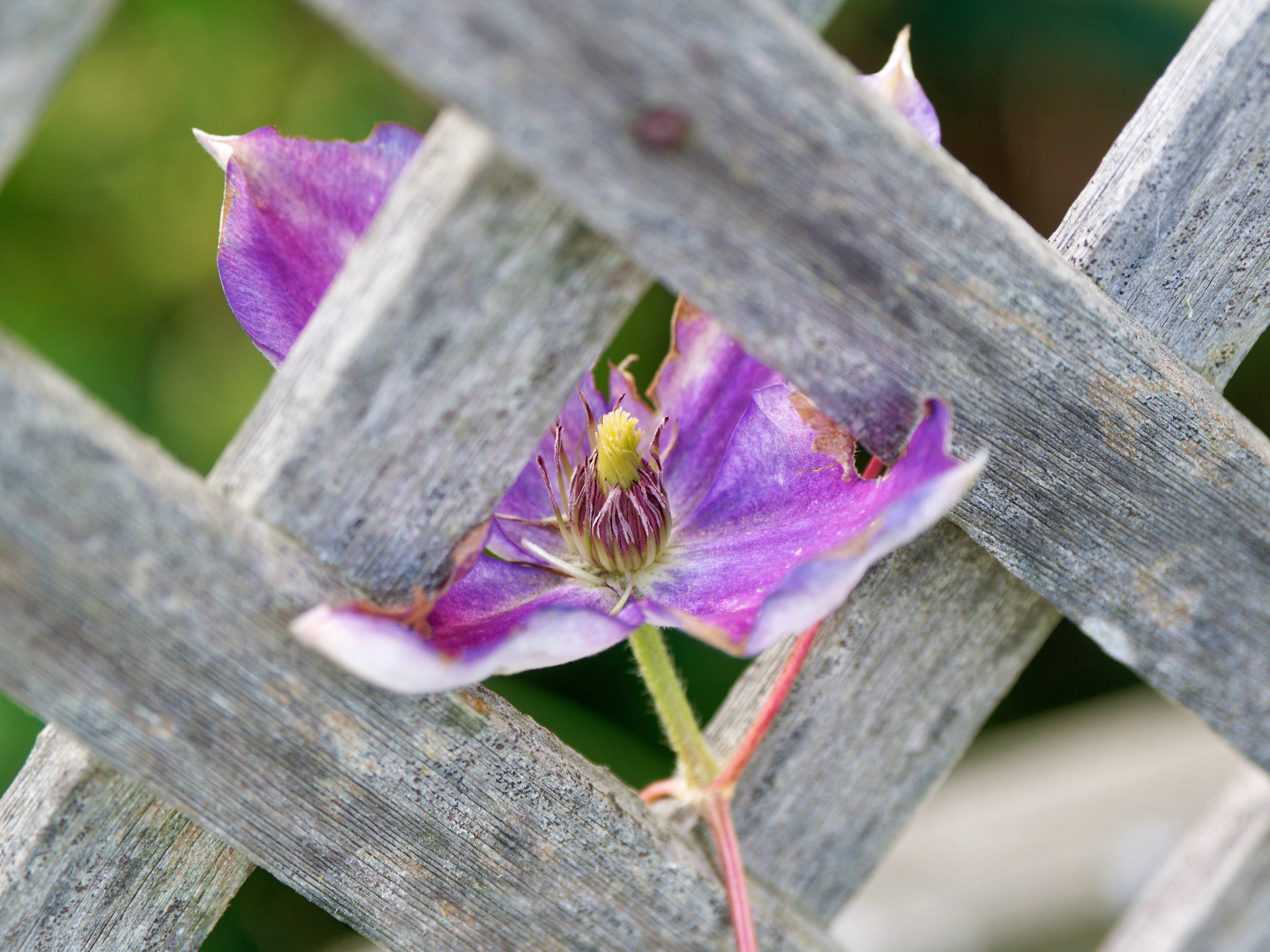 https://lemis.nyc3.digitaloceanspaces.com/grog/Photos/20250715/big/Clematis-3.jpeg