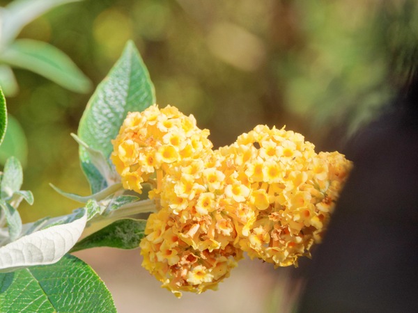 https://lemis.nyc3.digitaloceanspaces.com/grog/Photos/20250715/small/Buddleja.jpeg
