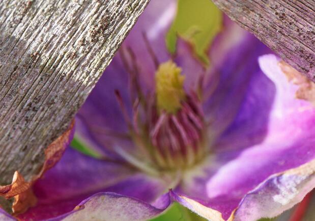 https://lemis.nyc3.digitaloceanspaces.com/grog/Photos/20250715/small/Clematis-2-detail.jpeg