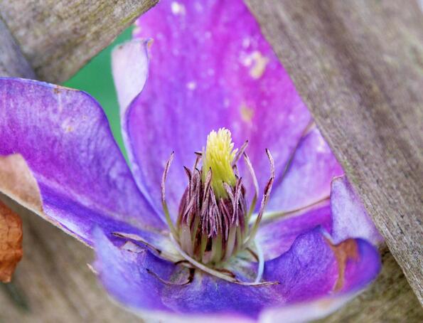 https://lemis.nyc3.digitaloceanspaces.com/grog/Photos/20250715/small/Clematis-4-detail.jpeg