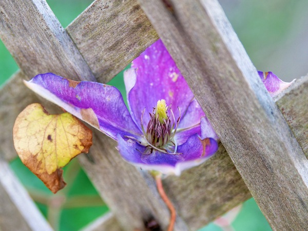 https://lemis.nyc3.digitaloceanspaces.com/grog/Photos/20250715/small/Clematis-4.jpeg