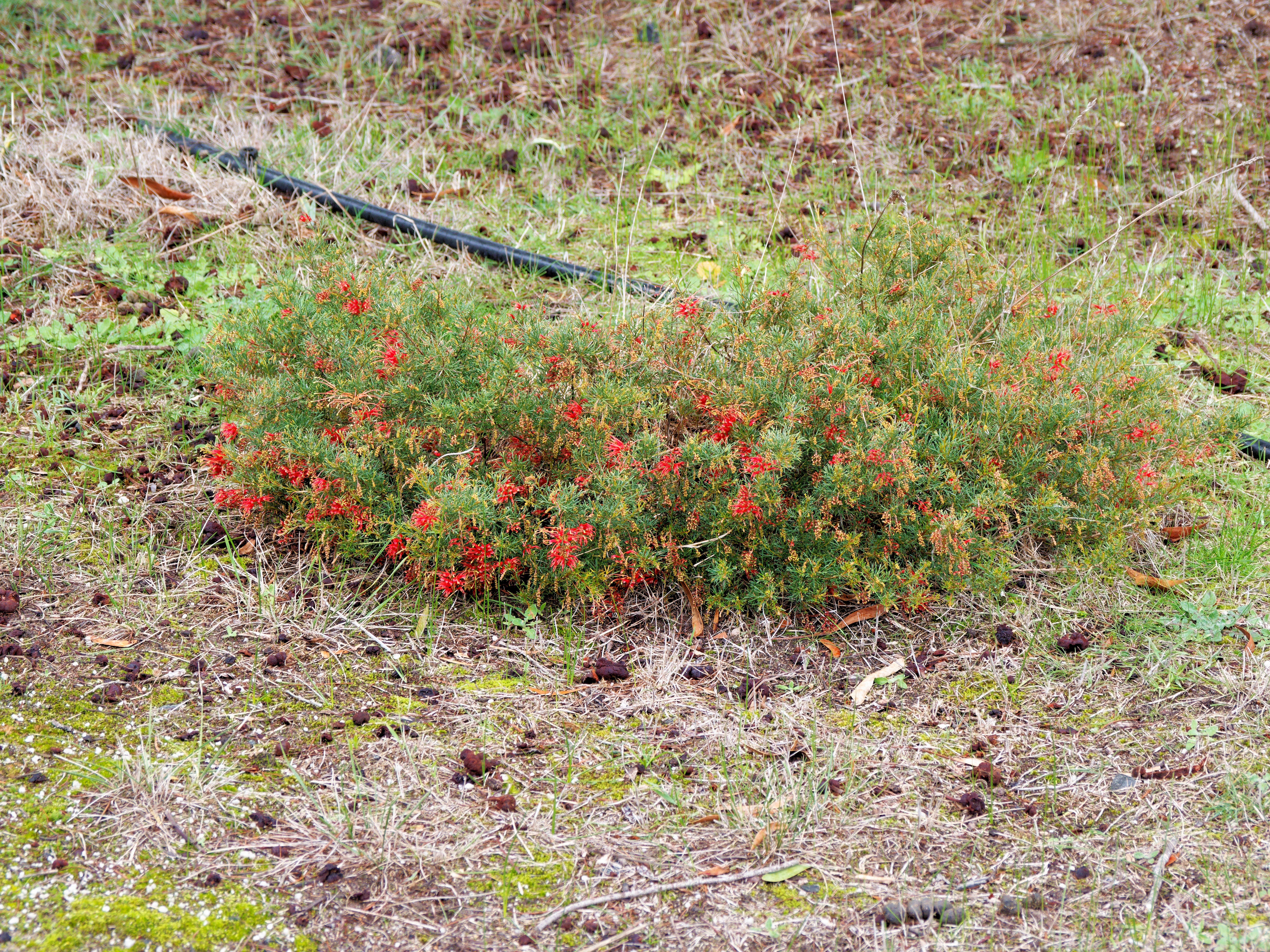 https://lemis.nyc3.digitaloceanspaces.com/grog/Photos/20250723/big/Grevillea-1.jpeg