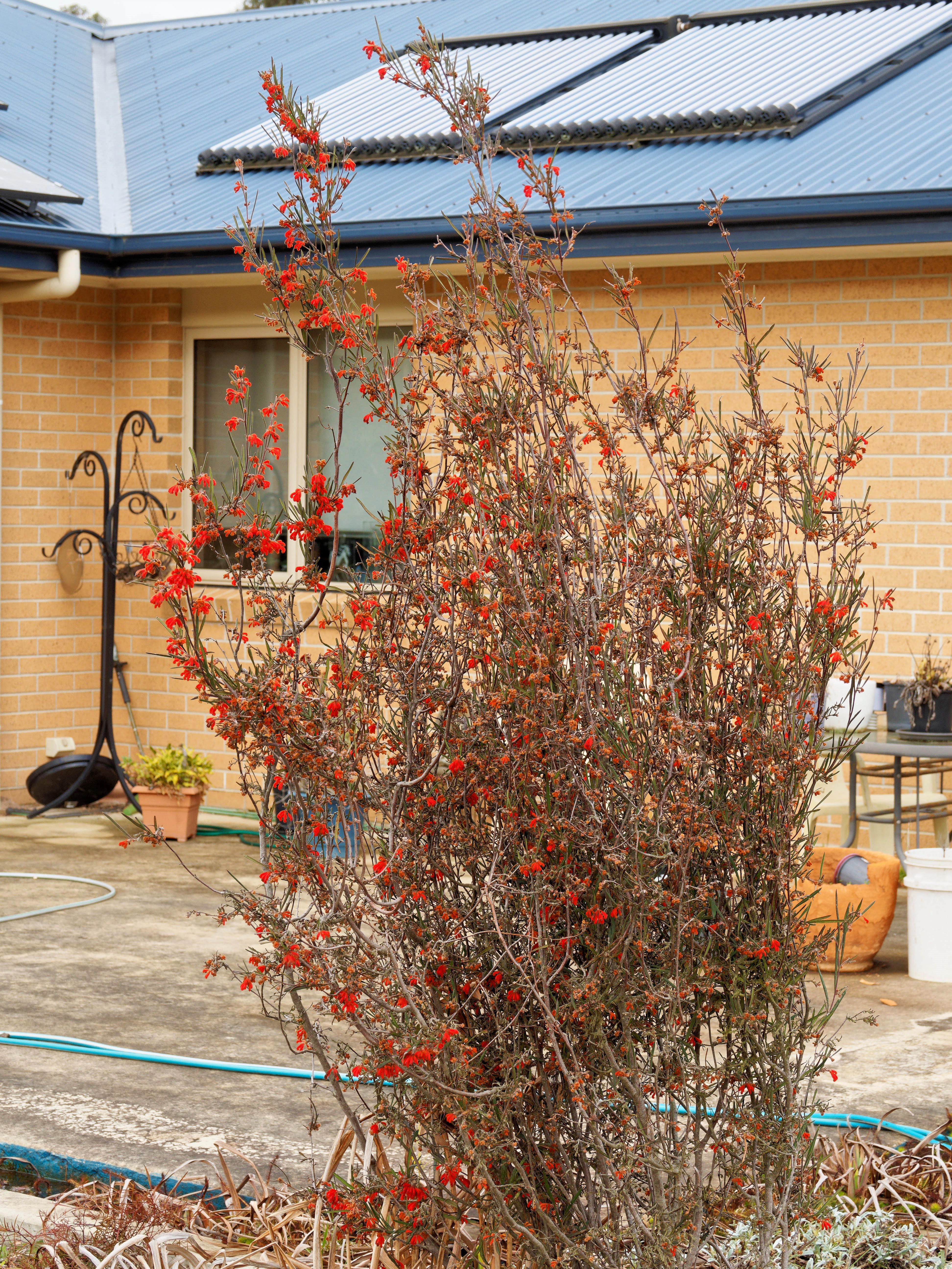 https://lemis.nyc3.digitaloceanspaces.com/grog/Photos/20250723/big/Grevillea-2.jpeg