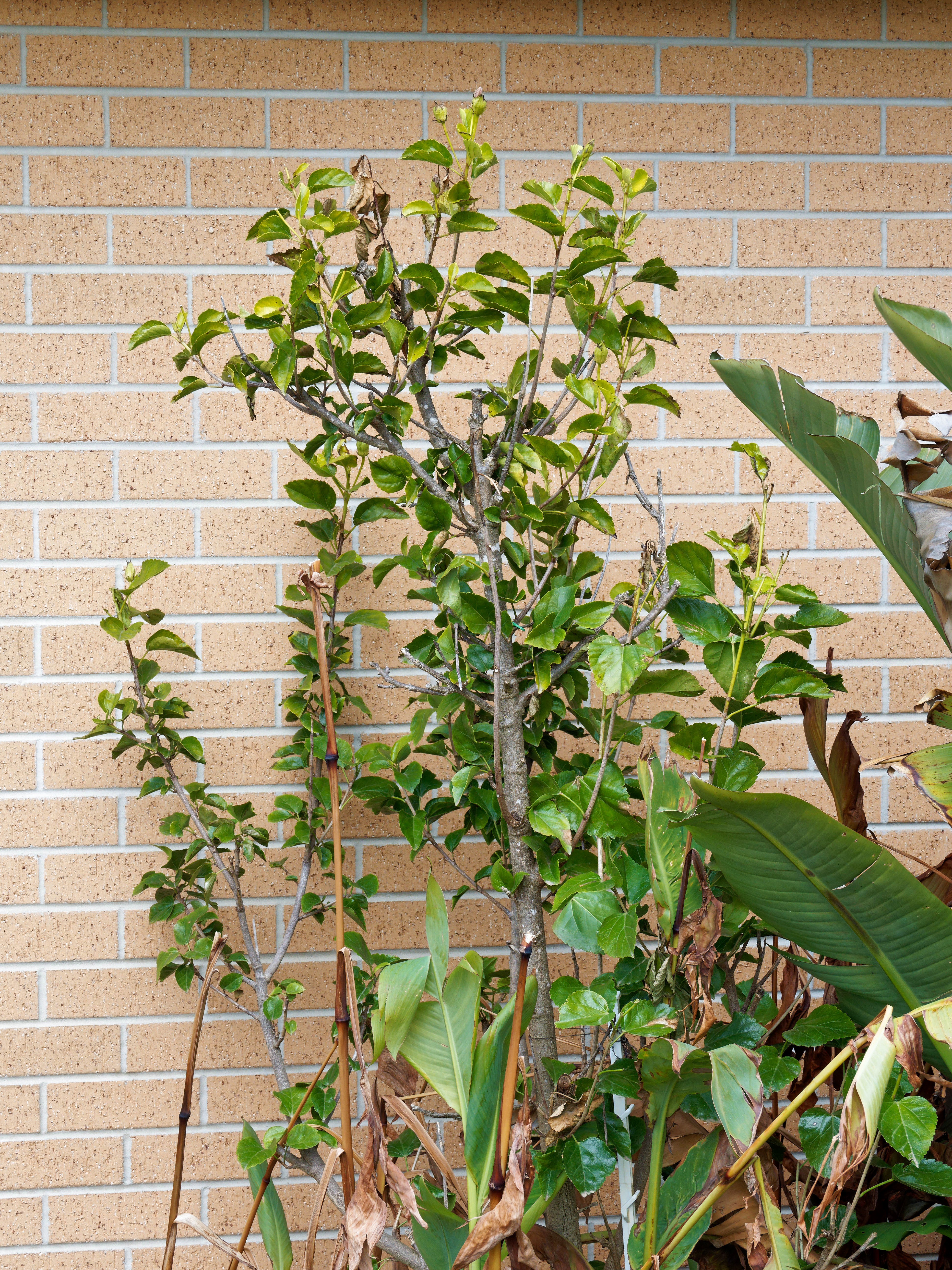 https://lemis.nyc3.digitaloceanspaces.com/grog/Photos/20250723/big/Hibiscus-rosa-sinensis.jpeg