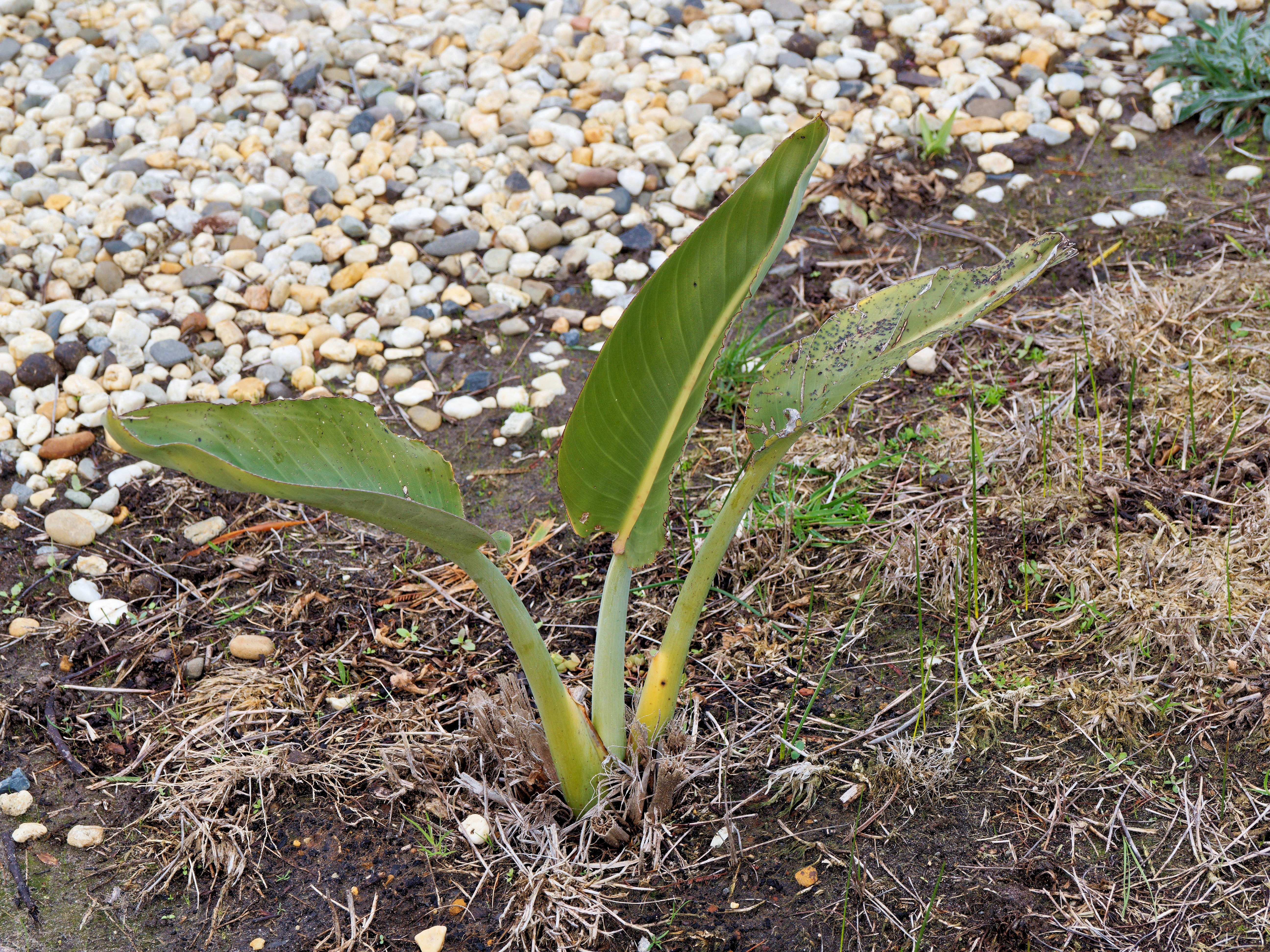 https://lemis.nyc3.digitaloceanspaces.com/grog/Photos/20250723/big/Strelitzia-reginae-1.jpeg