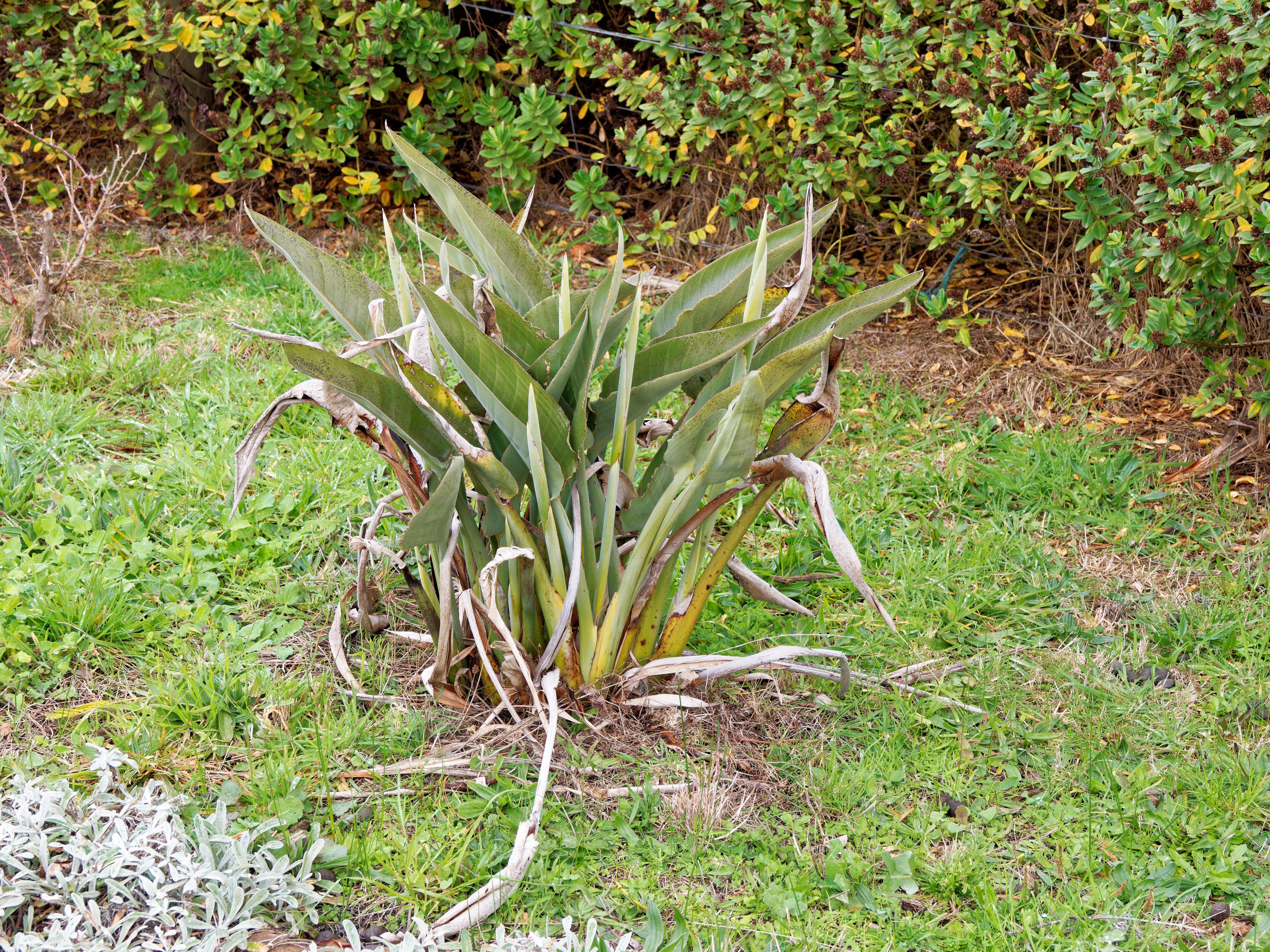 https://lemis.nyc3.digitaloceanspaces.com/grog/Photos/20250723/big/Strelitzia-reginae-2.jpeg