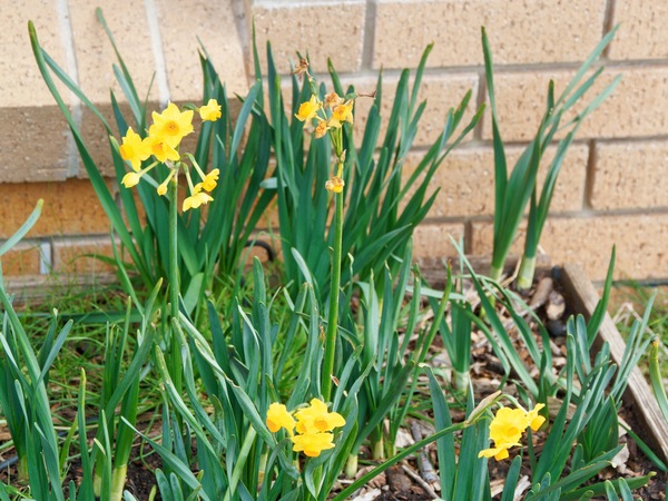 https://lemis.nyc3.digitaloceanspaces.com/grog/Photos/20250723/small/Narcissus-1.jpeg
