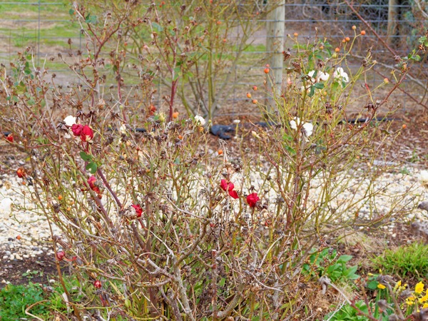 https://lemis.nyc3.digitaloceanspaces.com/grog/Photos/20250723/small/Roses-1.jpeg