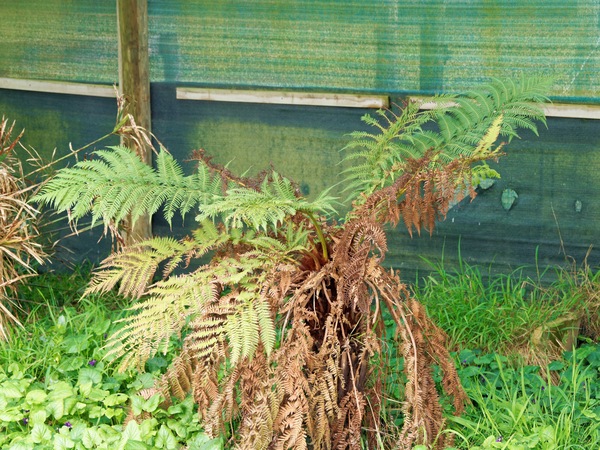 https://lemis.nyc3.digitaloceanspaces.com/grog/Photos/20250723/small/Tree-fern.jpeg