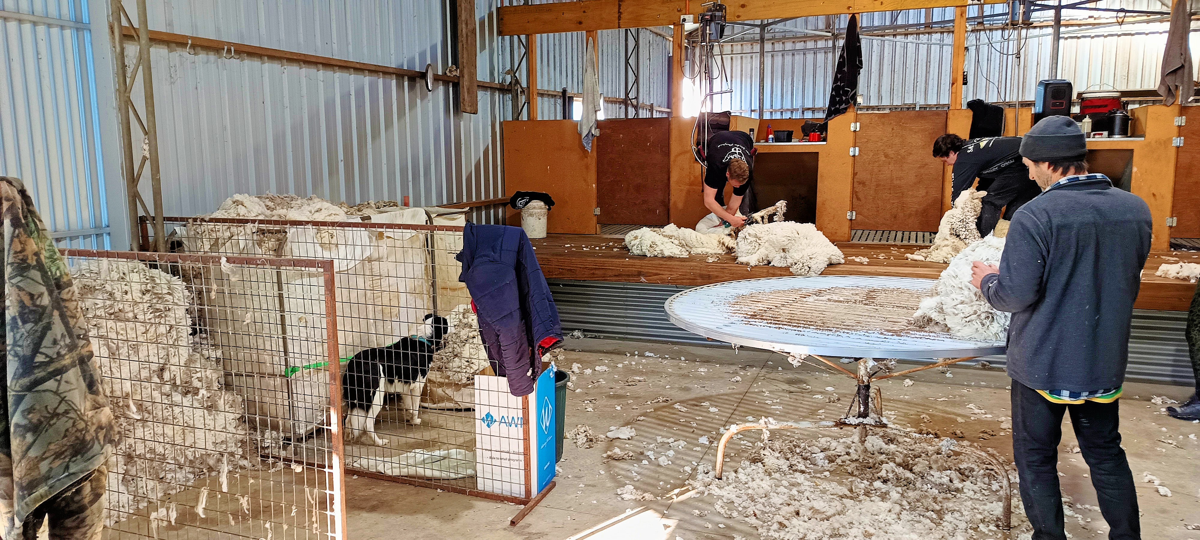https://lemis.nyc3.digitaloceanspaces.com/grog/Photos/20250724/big/Shearing-in-Dereel-12.jpeg
