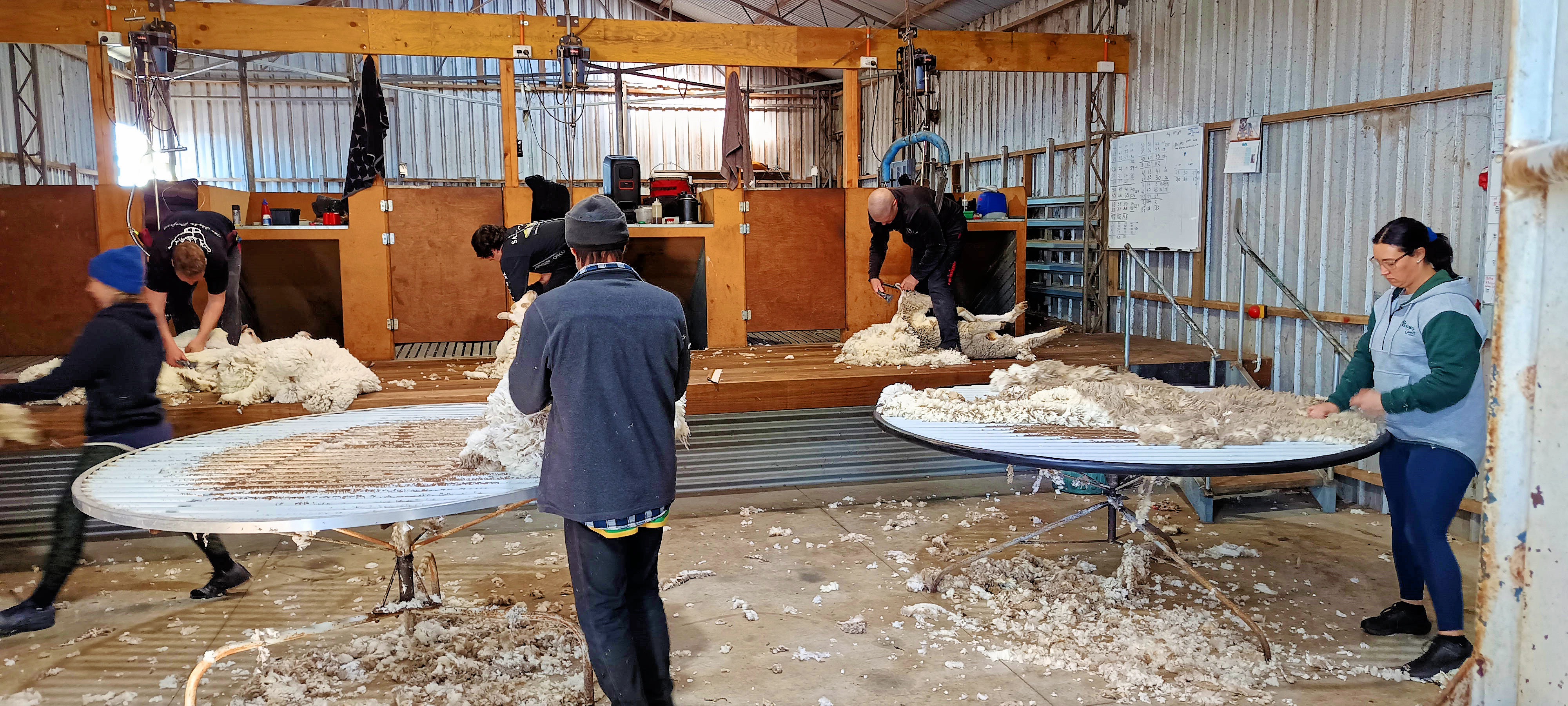 https://lemis.nyc3.digitaloceanspaces.com/grog/Photos/20250724/big/Shearing-in-Dereel-13.jpeg