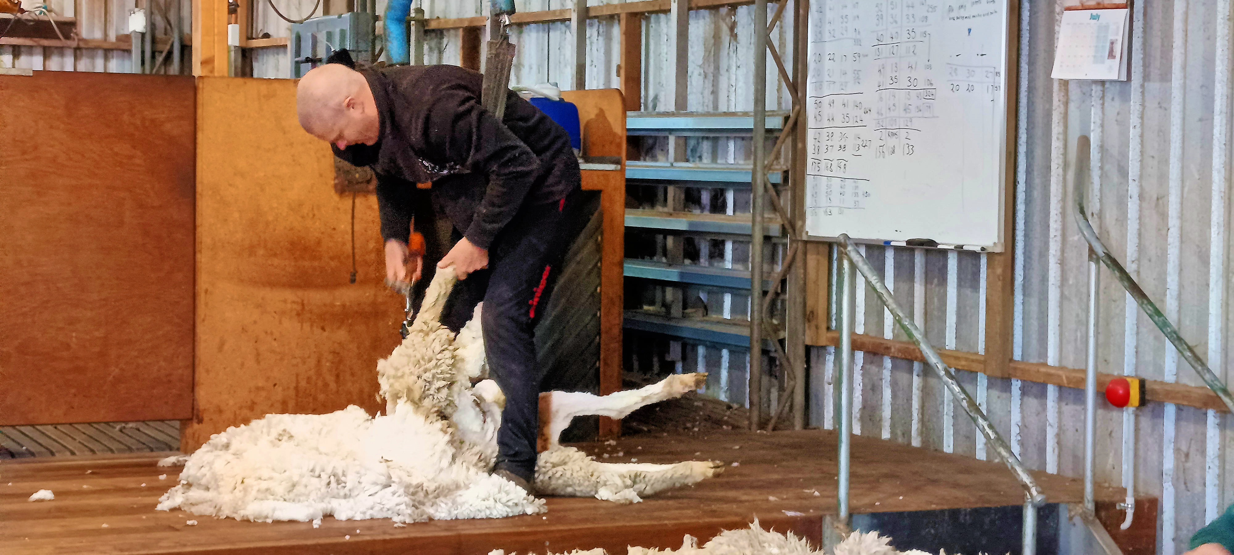 https://lemis.nyc3.digitaloceanspaces.com/grog/Photos/20250724/big/Shearing-in-Dereel-14.jpeg