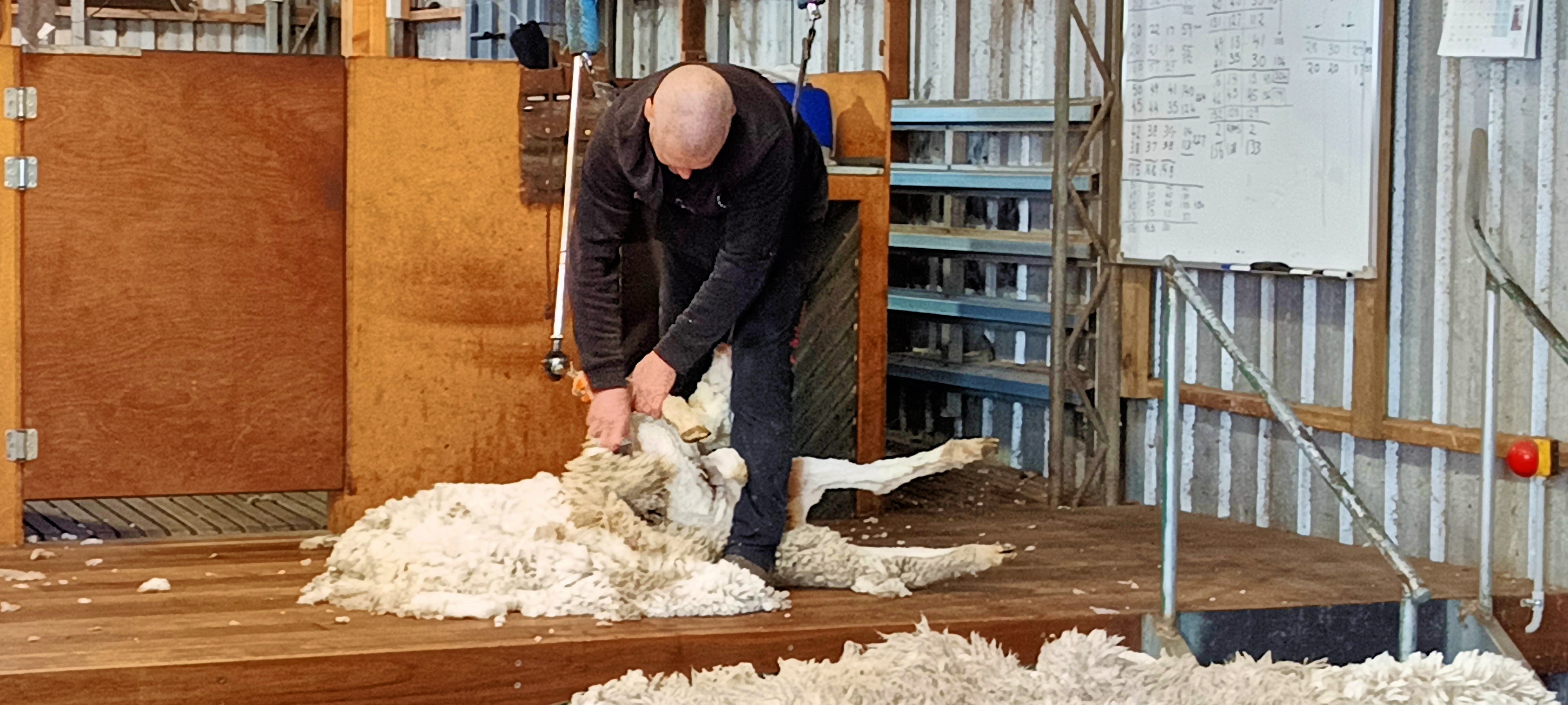 https://lemis.nyc3.digitaloceanspaces.com/grog/Photos/20250724/big/Shearing-in-Dereel-15.jpeg