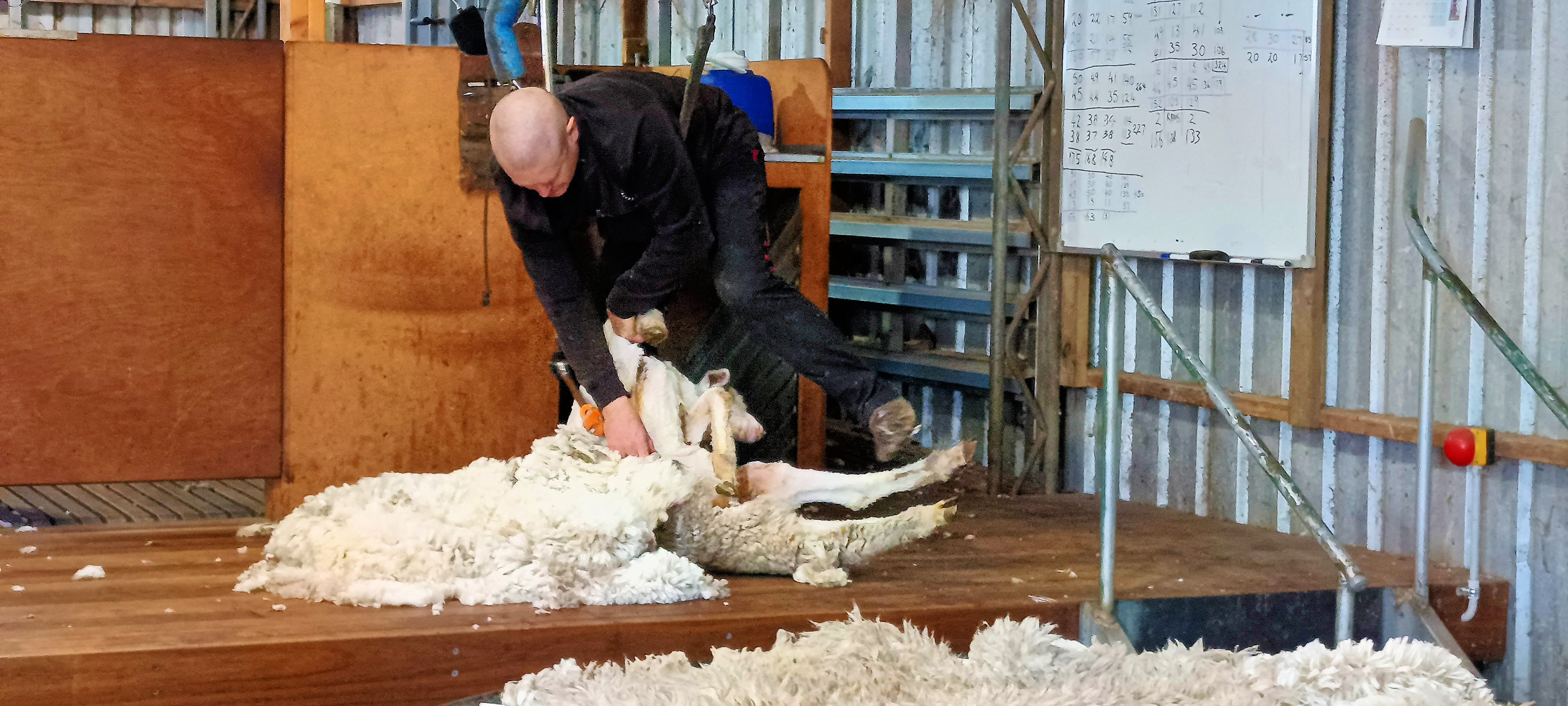 https://lemis.nyc3.digitaloceanspaces.com/grog/Photos/20250724/big/Shearing-in-Dereel-16.jpeg