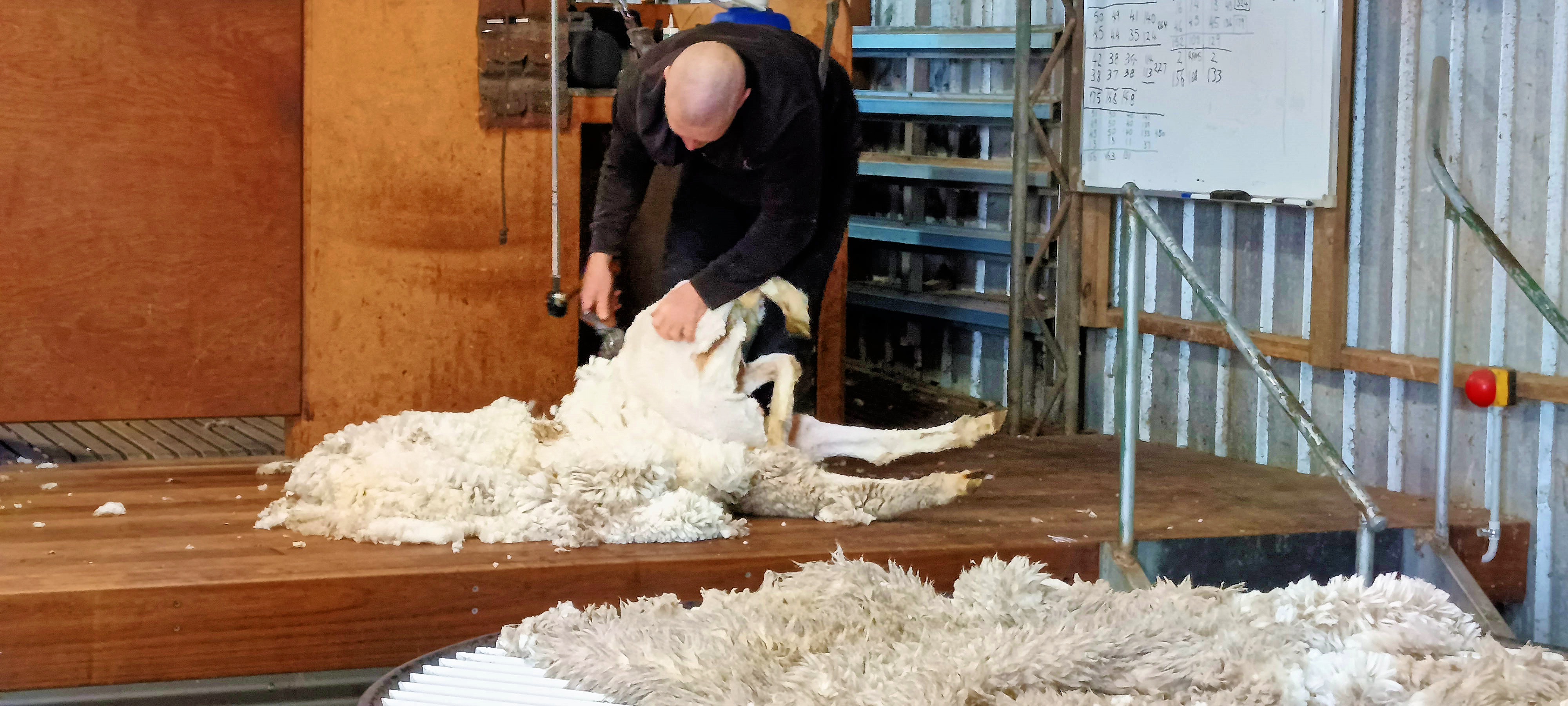 https://lemis.nyc3.digitaloceanspaces.com/grog/Photos/20250724/big/Shearing-in-Dereel-17.jpeg