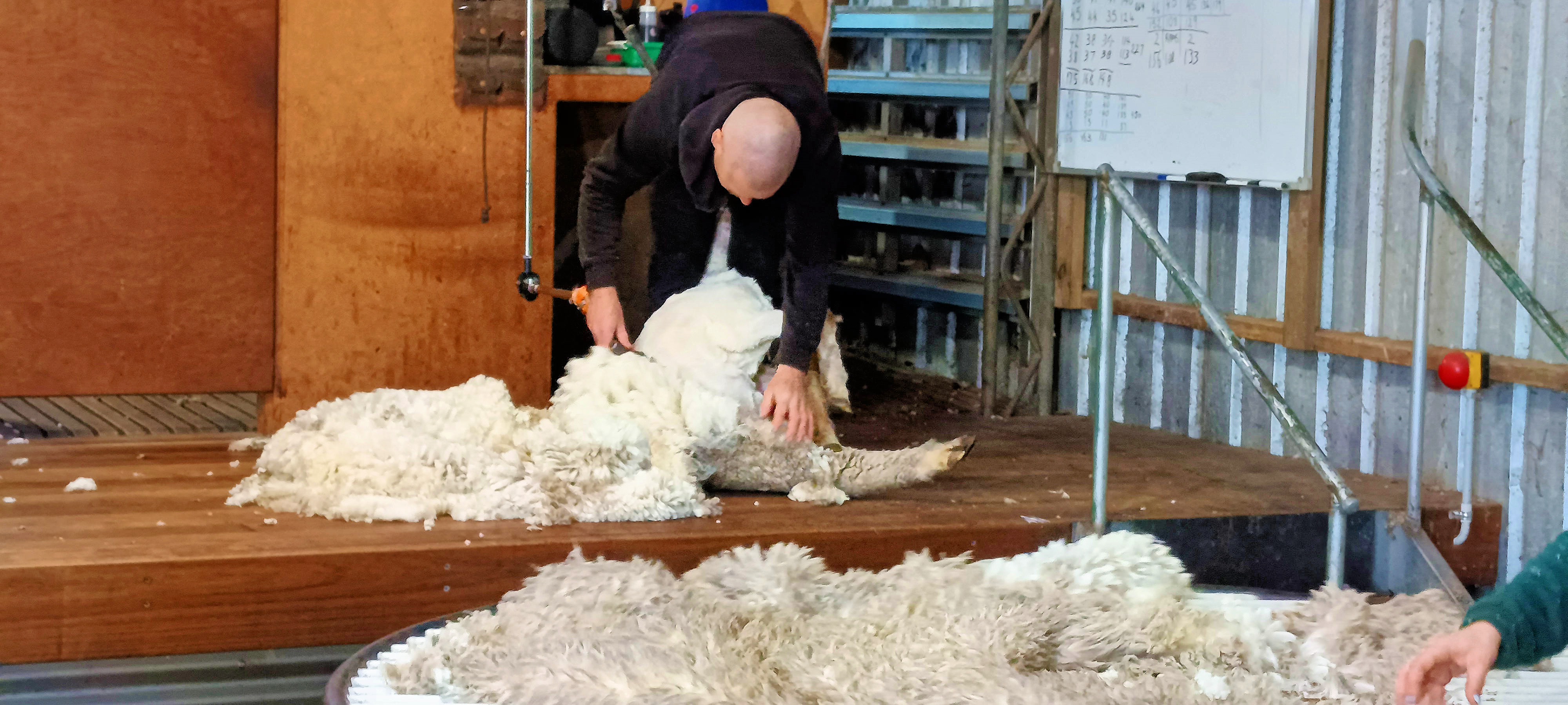https://lemis.nyc3.digitaloceanspaces.com/grog/Photos/20250724/big/Shearing-in-Dereel-18.jpeg