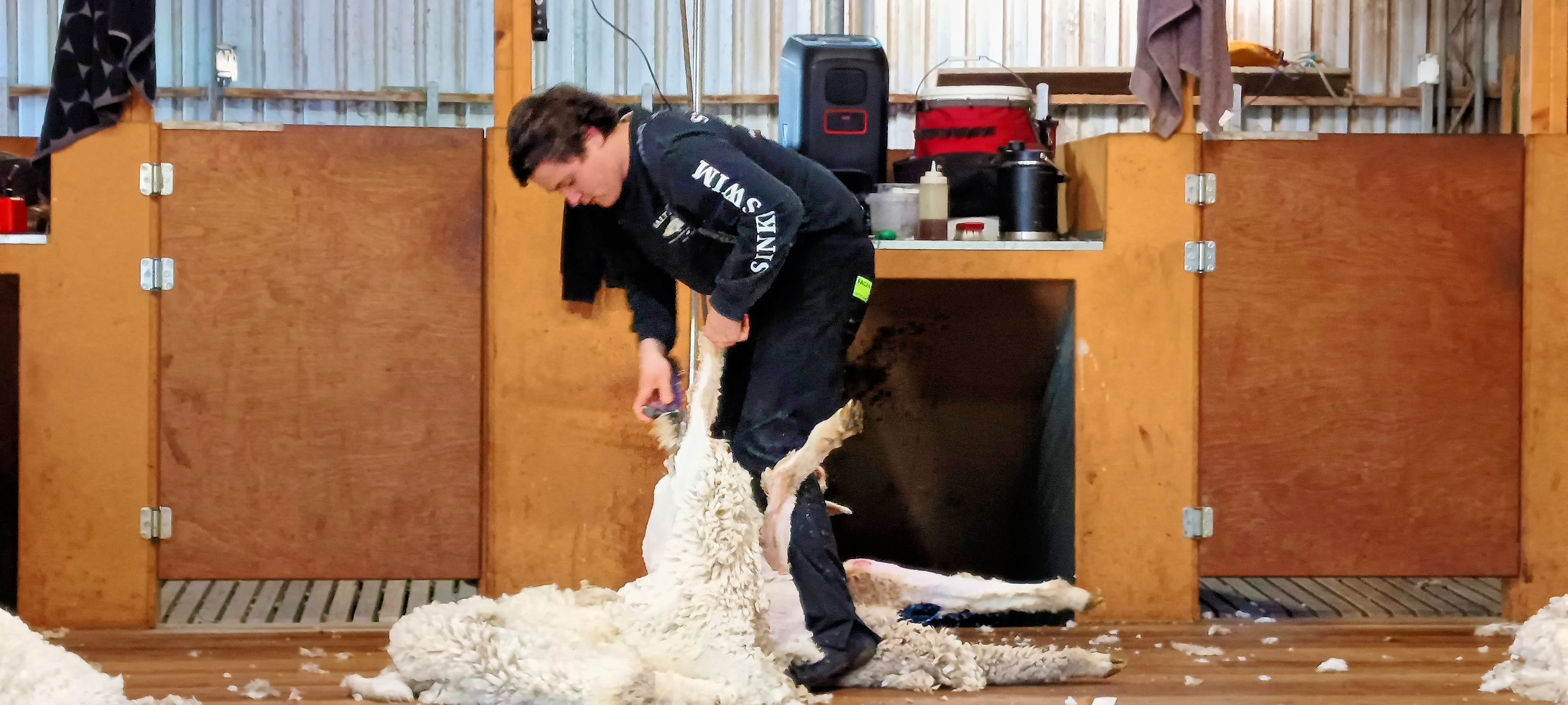 https://lemis.nyc3.digitaloceanspaces.com/grog/Photos/20250724/big/Shearing-in-Dereel-19.jpeg