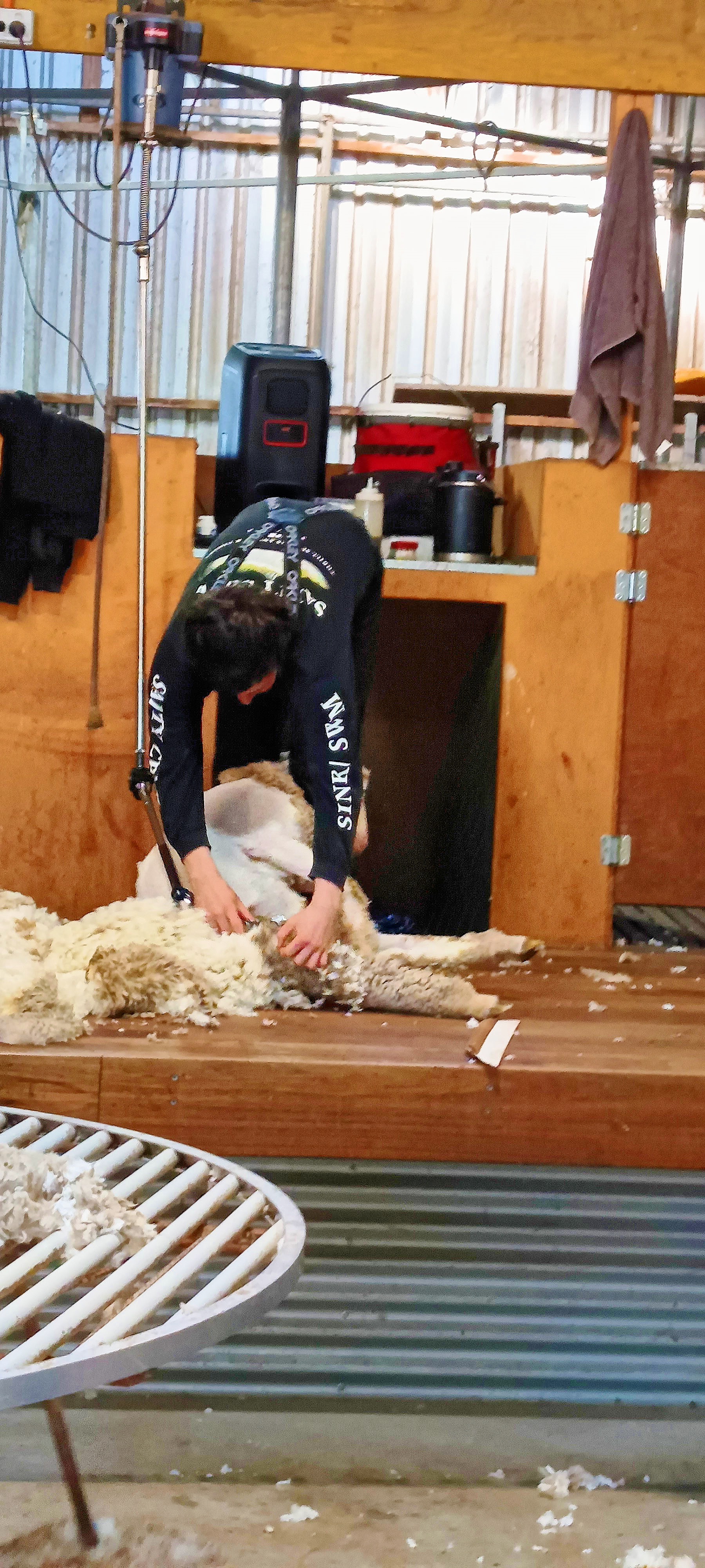 https://lemis.nyc3.digitaloceanspaces.com/grog/Photos/20250724/big/Shearing-in-Dereel-21.jpeg