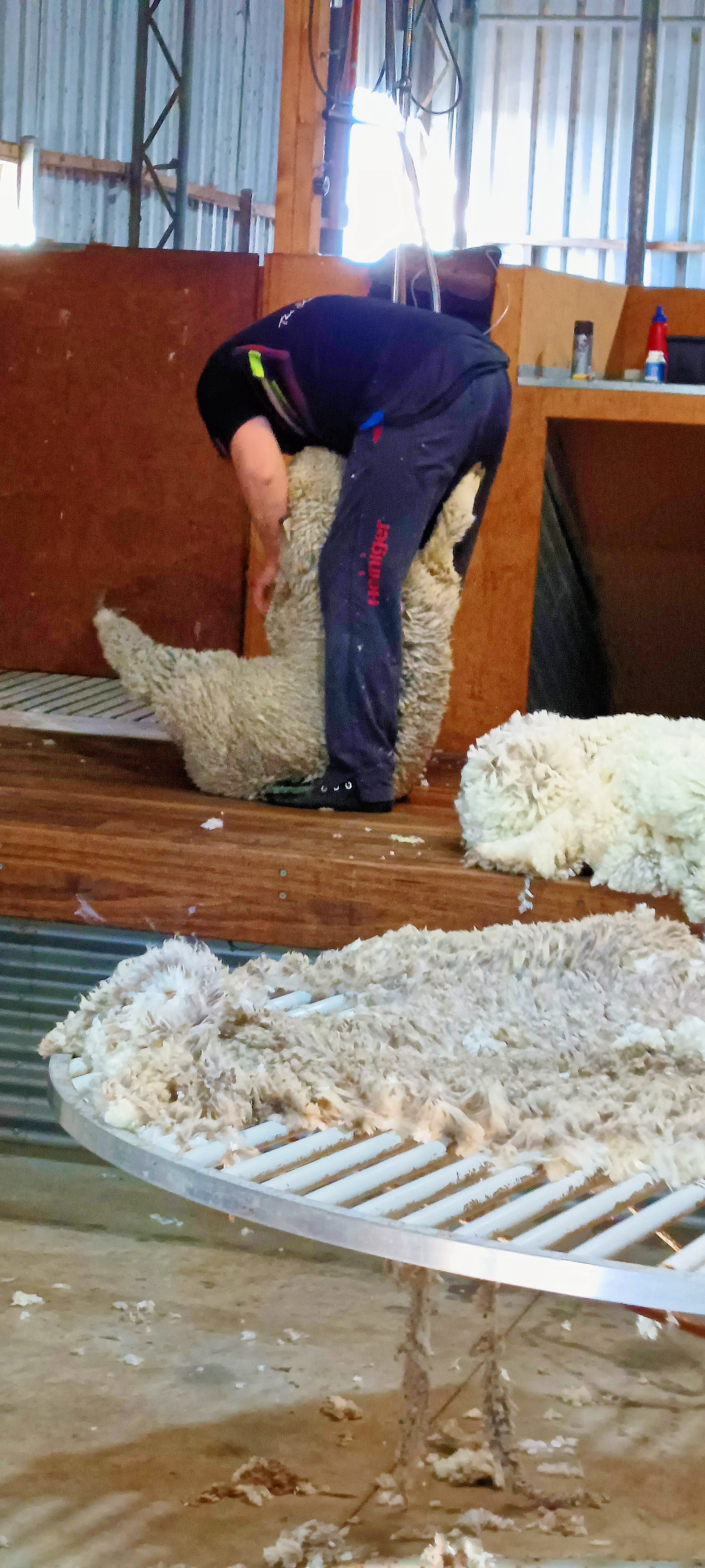 https://lemis.nyc3.digitaloceanspaces.com/grog/Photos/20250724/big/Shearing-in-Dereel-22.jpeg