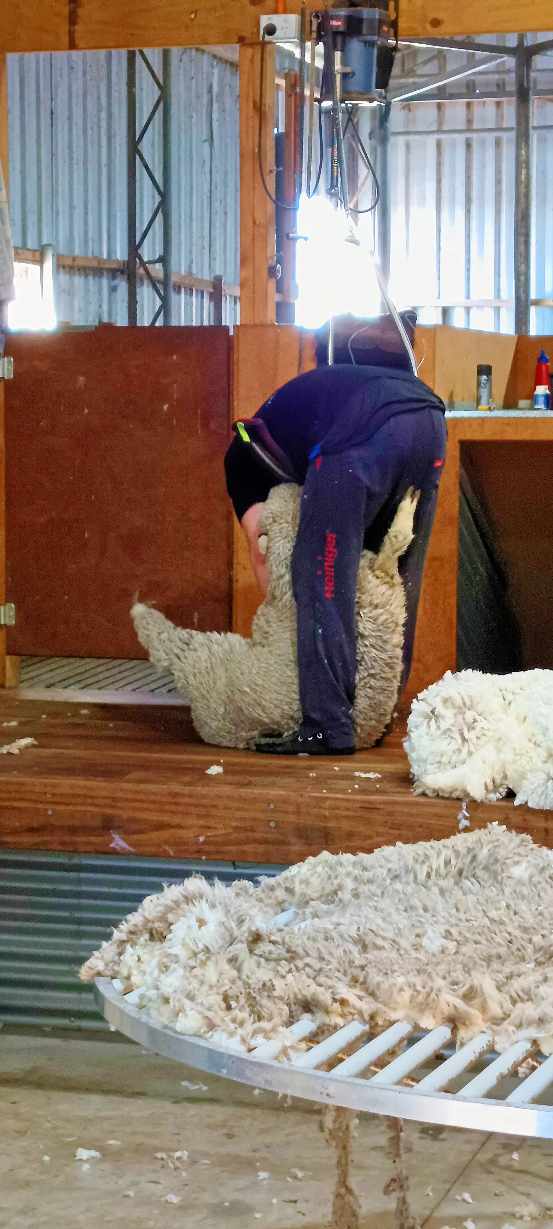 https://lemis.nyc3.digitaloceanspaces.com/grog/Photos/20250724/big/Shearing-in-Dereel-23.jpeg