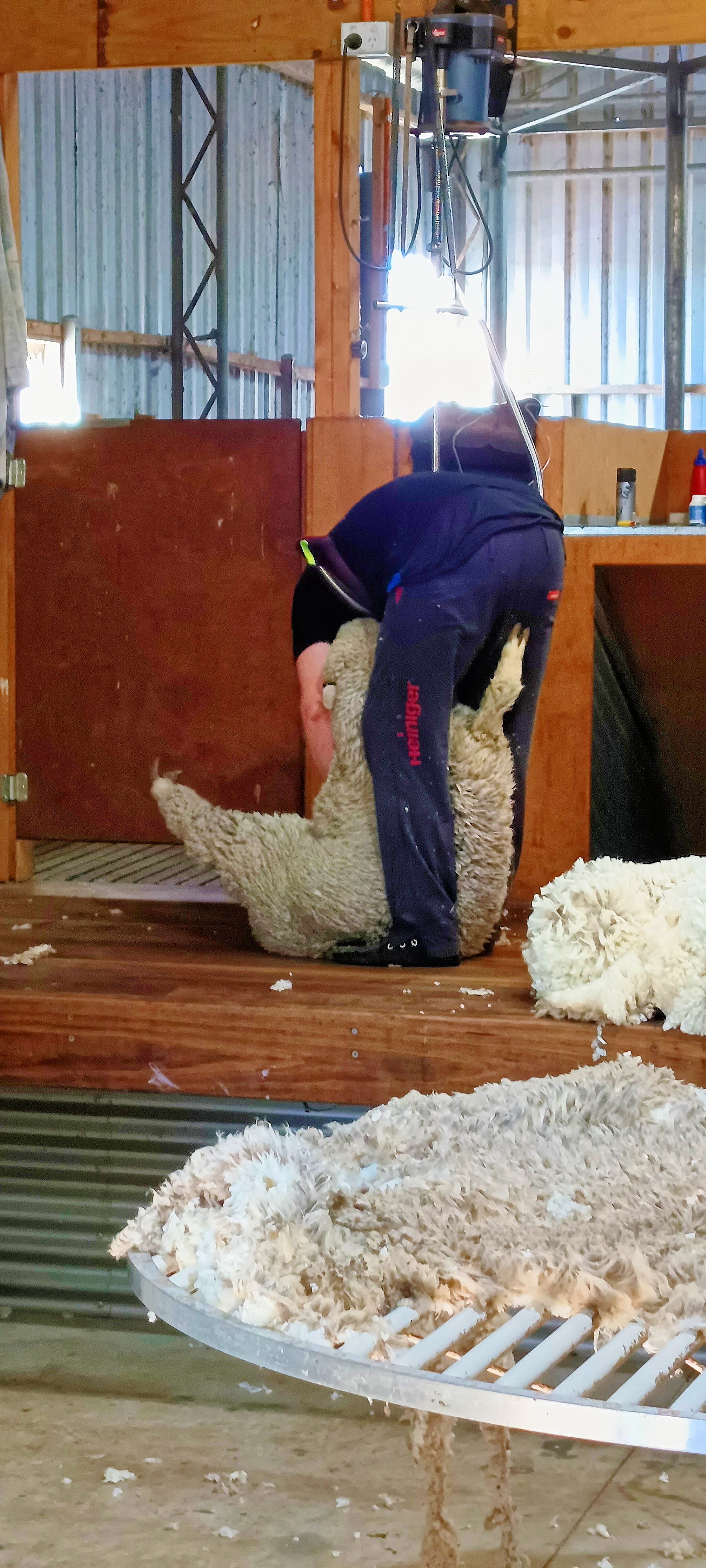 https://lemis.nyc3.digitaloceanspaces.com/grog/Photos/20250724/big/Shearing-in-Dereel-24.jpeg